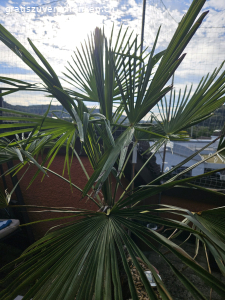 Palme 1.40cm/ schnell abholen!