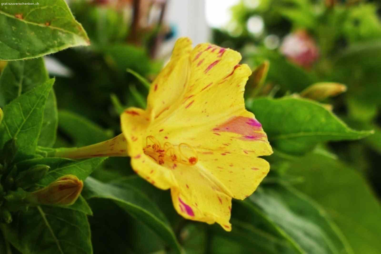 Wunderblume Aus Samen Ziehen