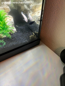 Schöner Männlicher Antennenwels fürs Aquarium
