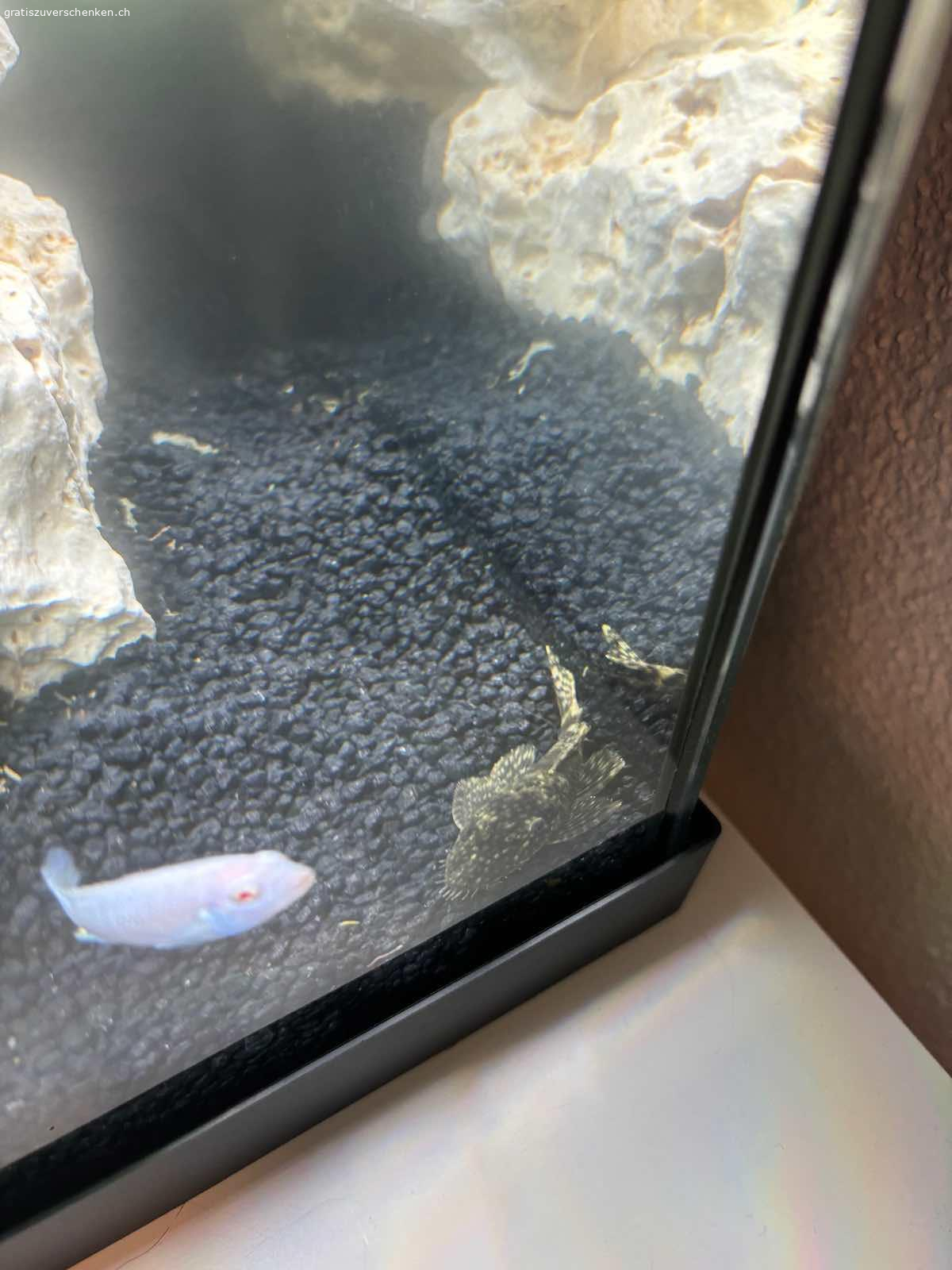 Schöner Männlicher Antennenwels fürs Aquarium. Einen Schönen friedlichen Antennenwels will ich an euch verschenken.