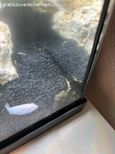 Schöner Männlicher Antennenwels fürs Aquarium