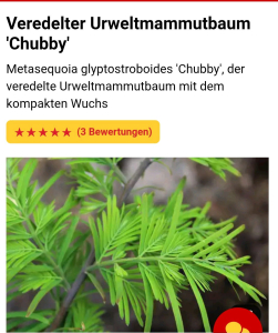Urweltmammutbaum veredelter