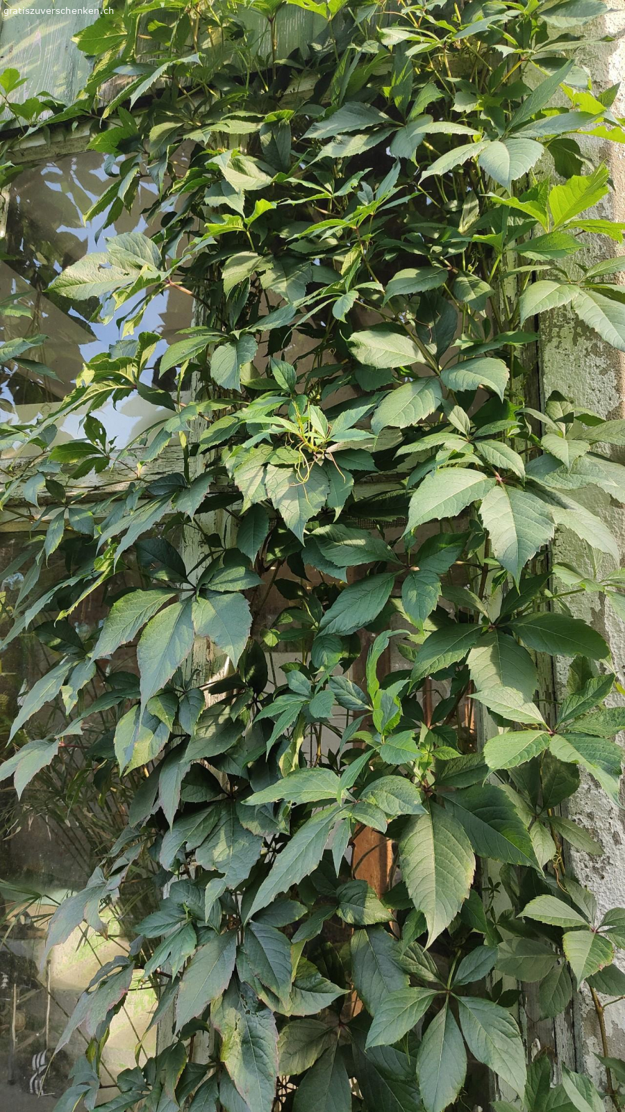 Wilder Wein. Kletterpflanze
Trägt keine essbaren Früchte
Wunderschone rote Herfstfärbung